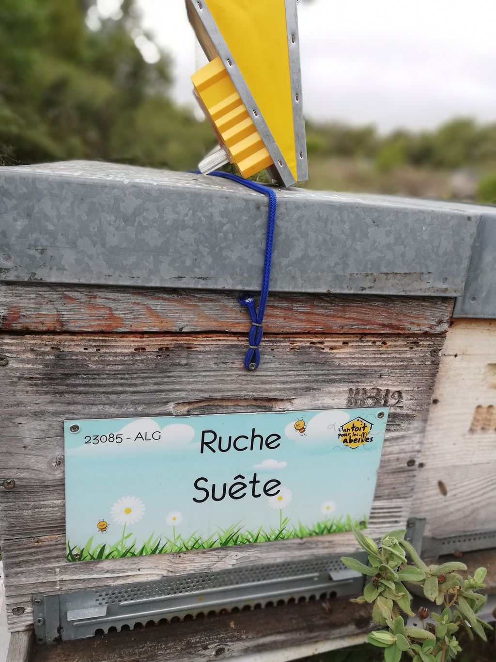 La ruche Suête