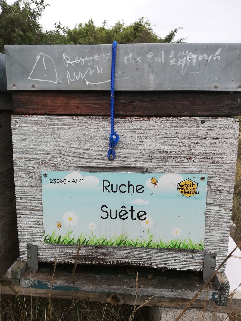 La ruche Suête