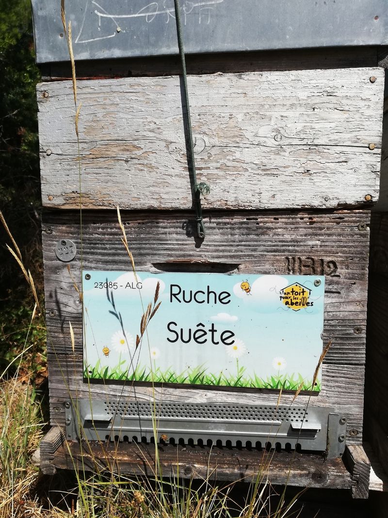 La ruche Suête