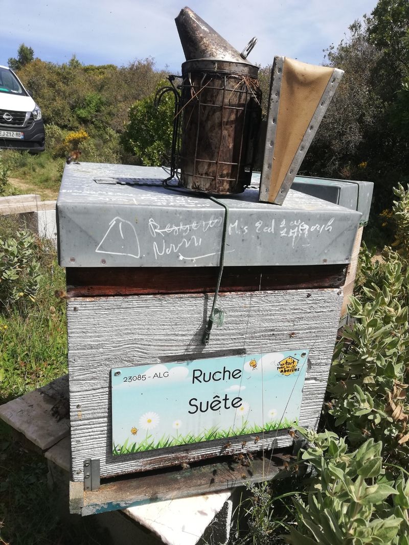 La ruche Suête