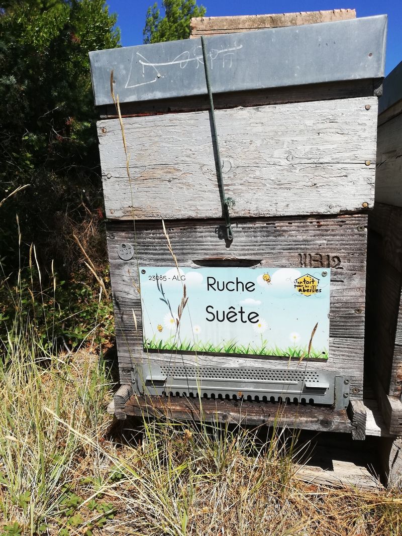 La ruche Suête
