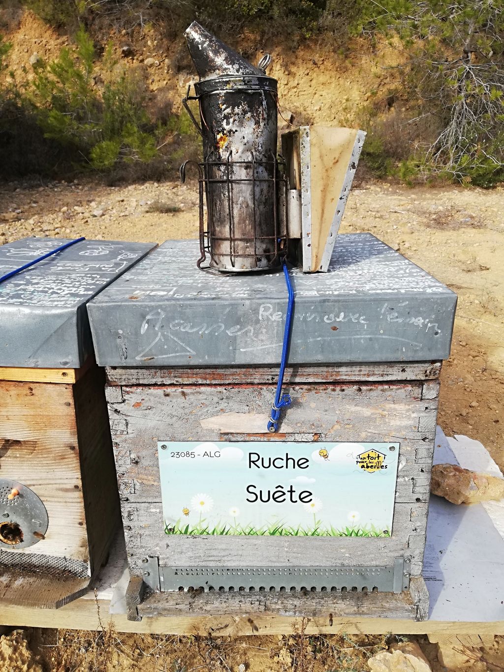 La ruche Suête