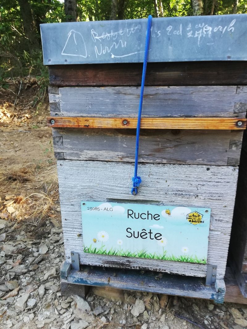 La ruche Suête