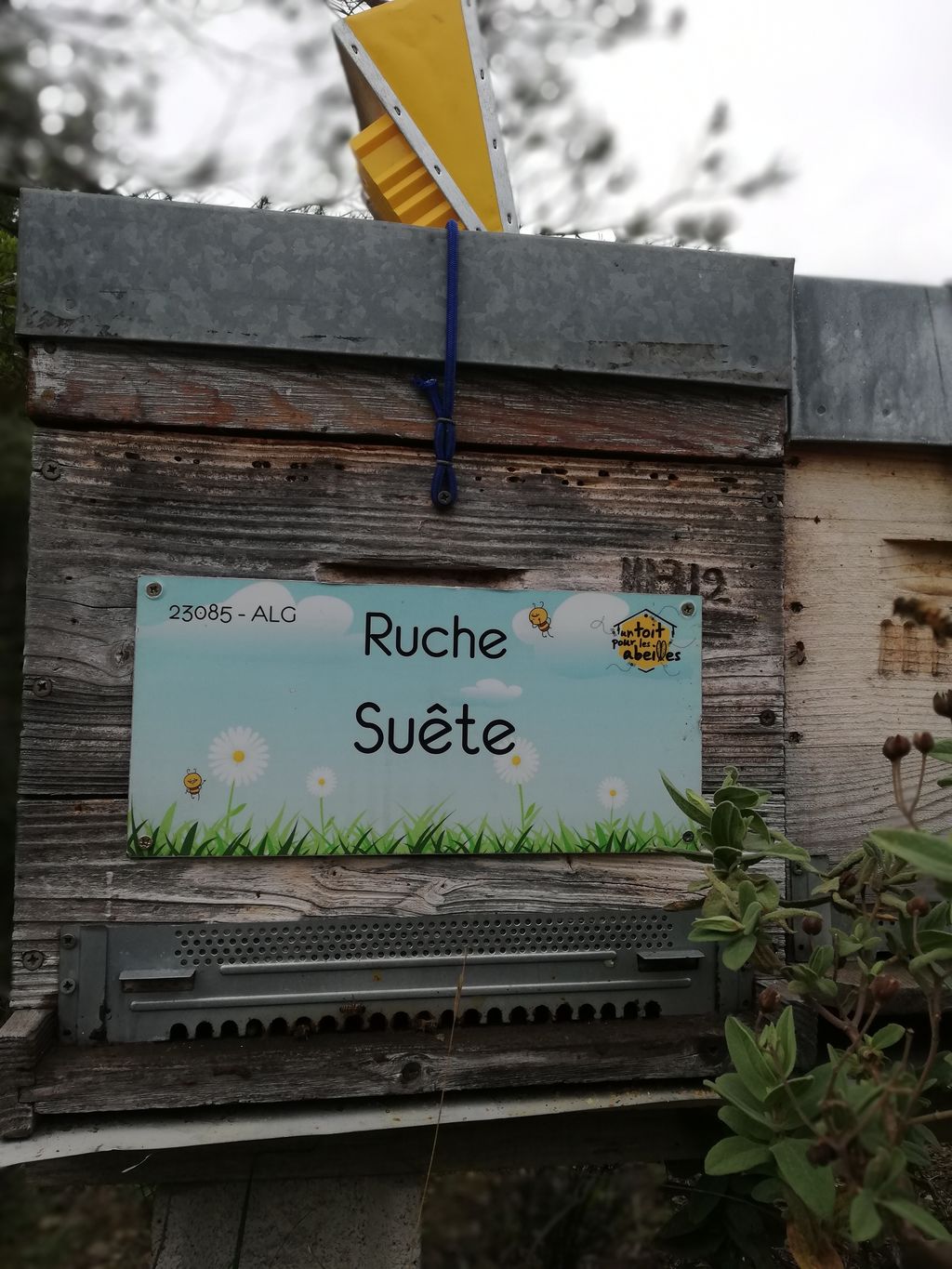 La ruche Suête