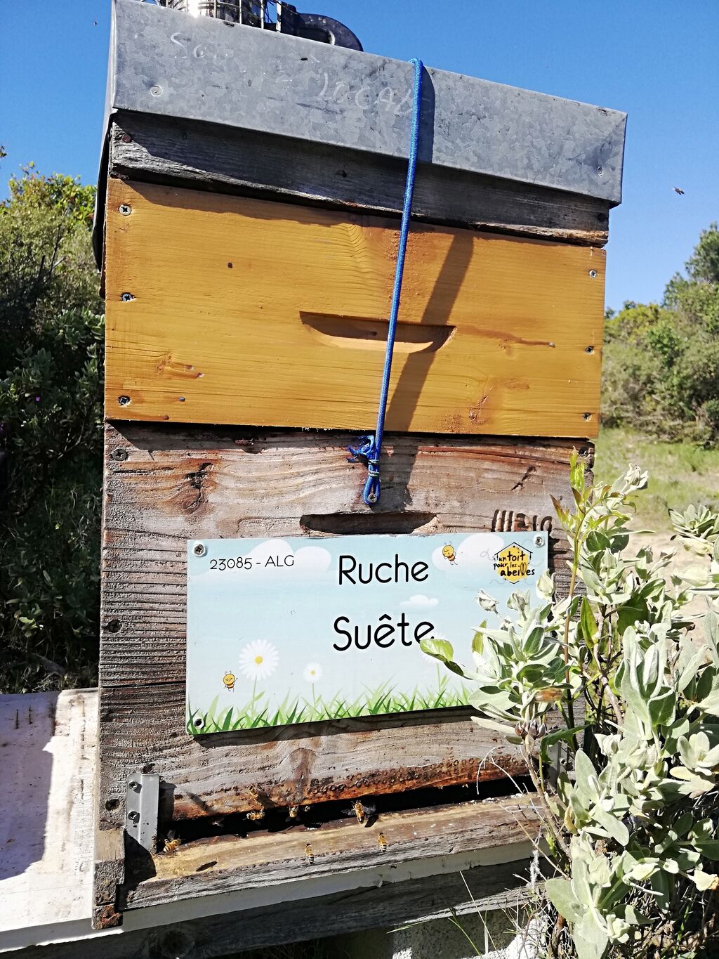 La ruche Suête