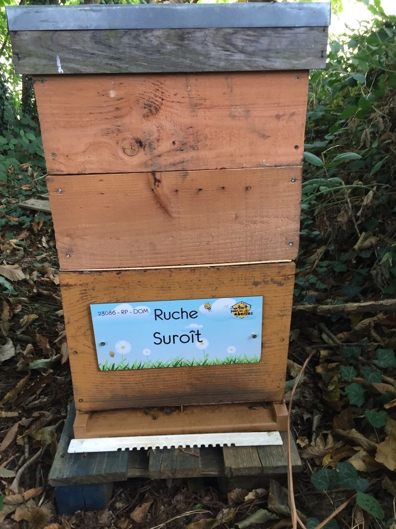 La ruche Suroît