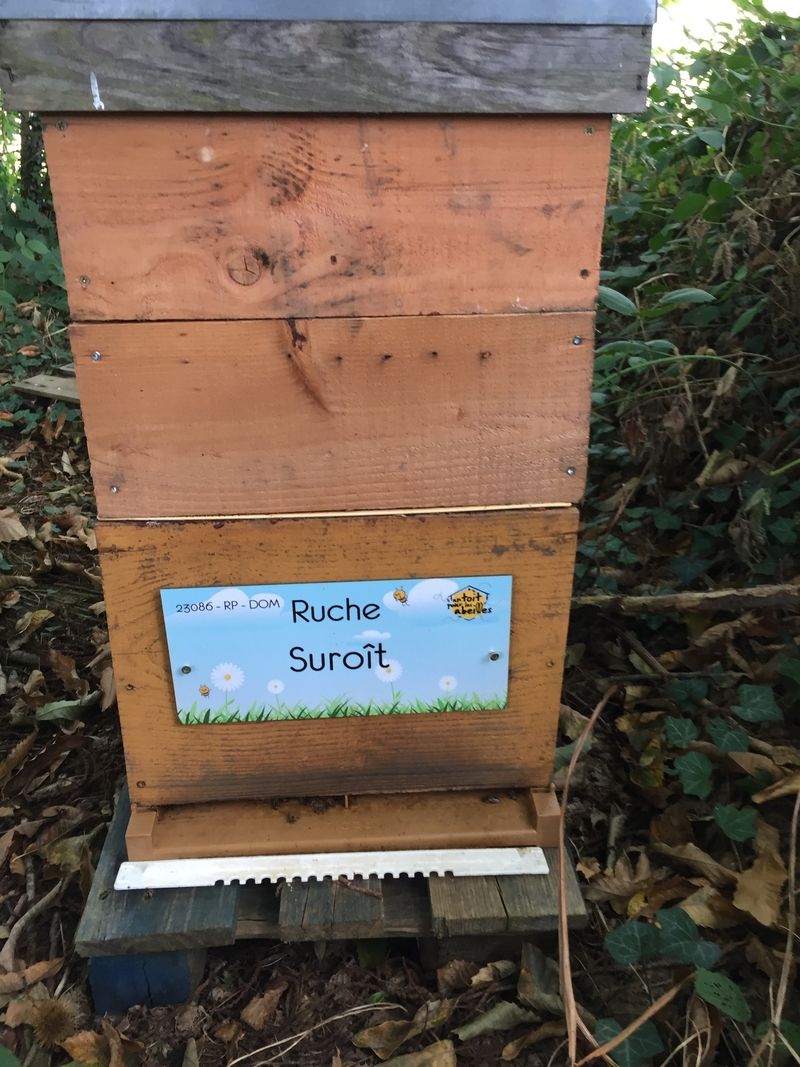 La ruche Suroît