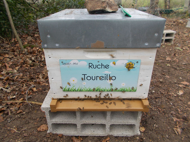 La ruche Toureillo