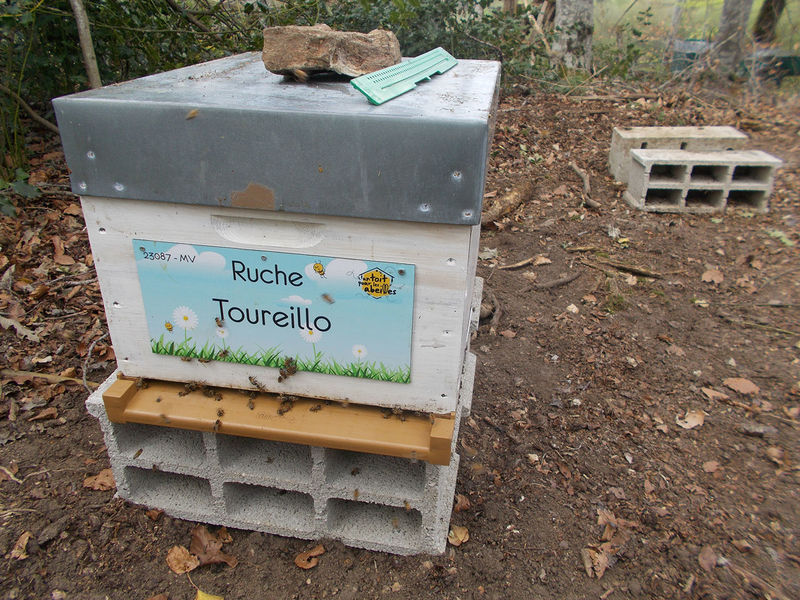 La ruche Toureillo