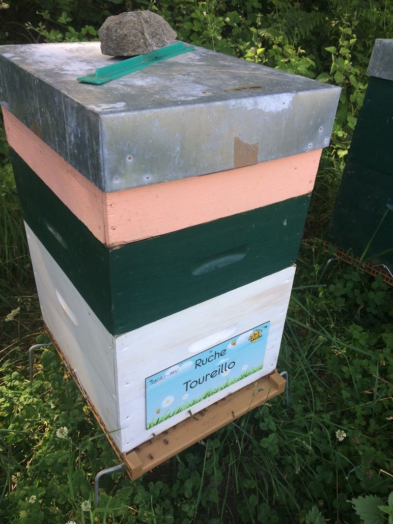 La ruche Toureillo