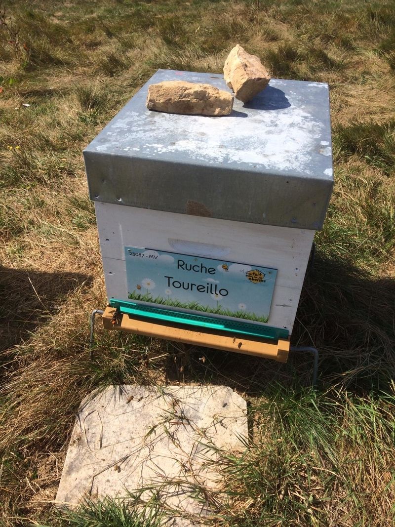 La ruche Toureillo