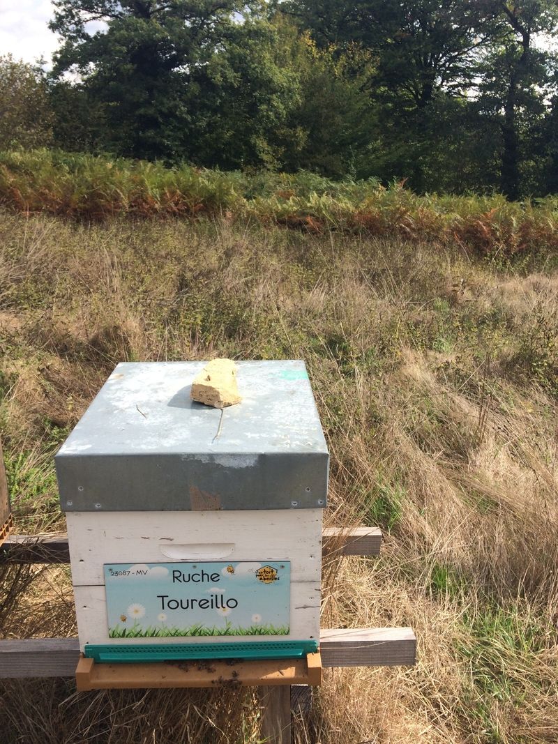 La ruche Toureillo