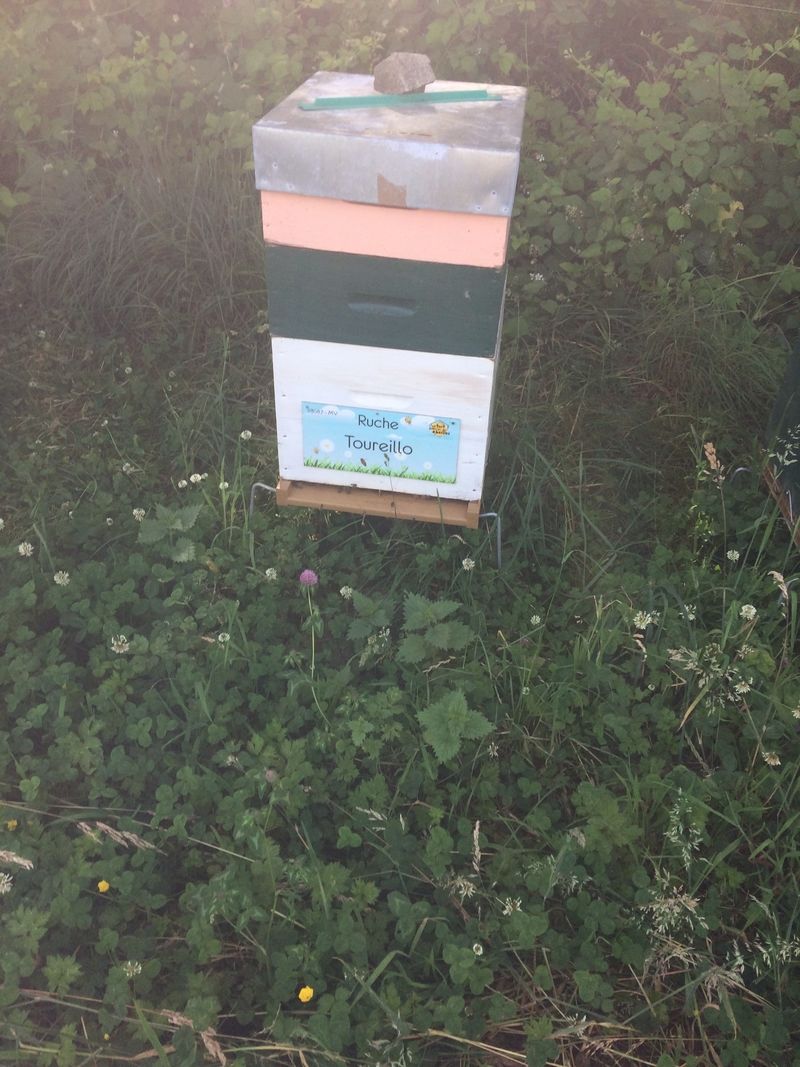 La ruche Toureillo