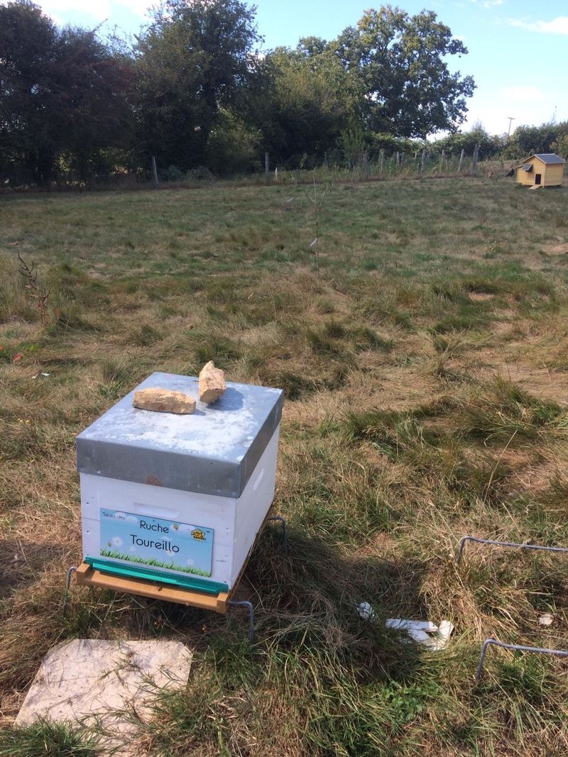 La ruche Toureillo