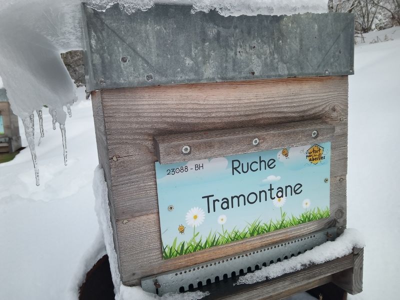 La ruche Tramontane