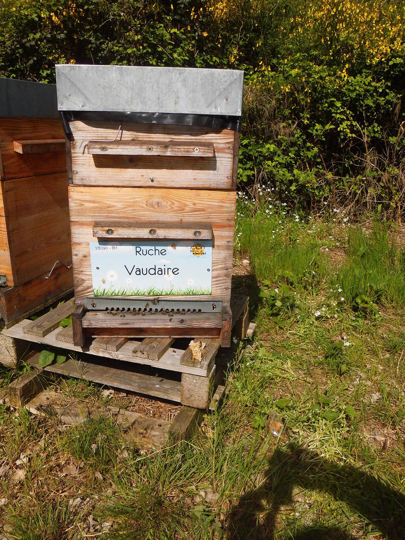 La ruche Vaudaire