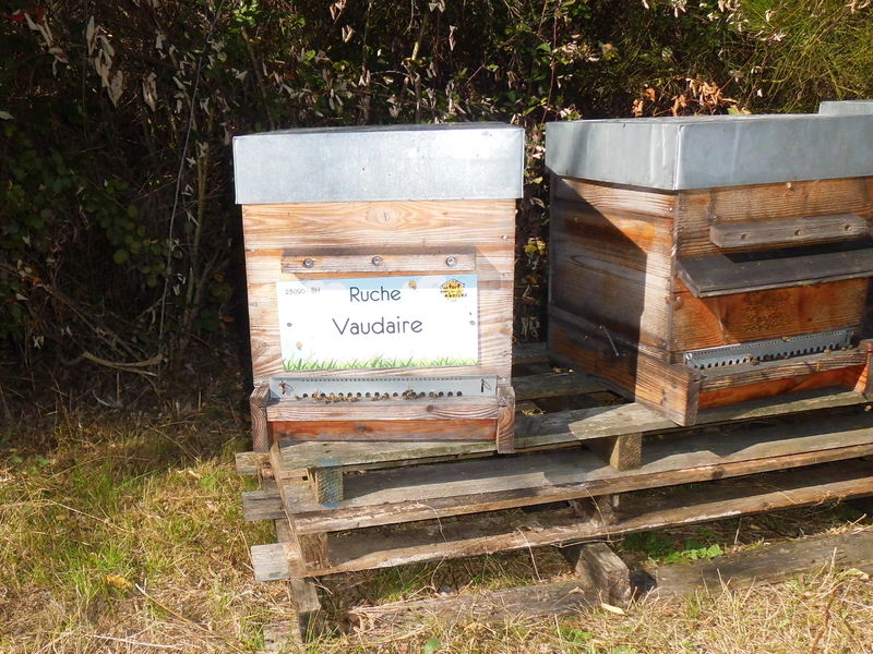 La ruche Vaudaire