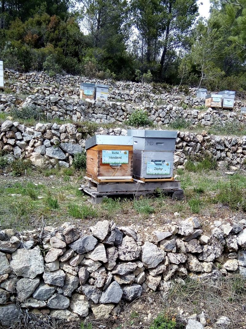 La ruche Vendavel