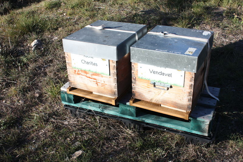 La ruche Vendavel