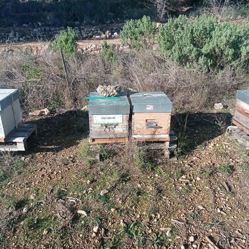 La ruche Vendavel