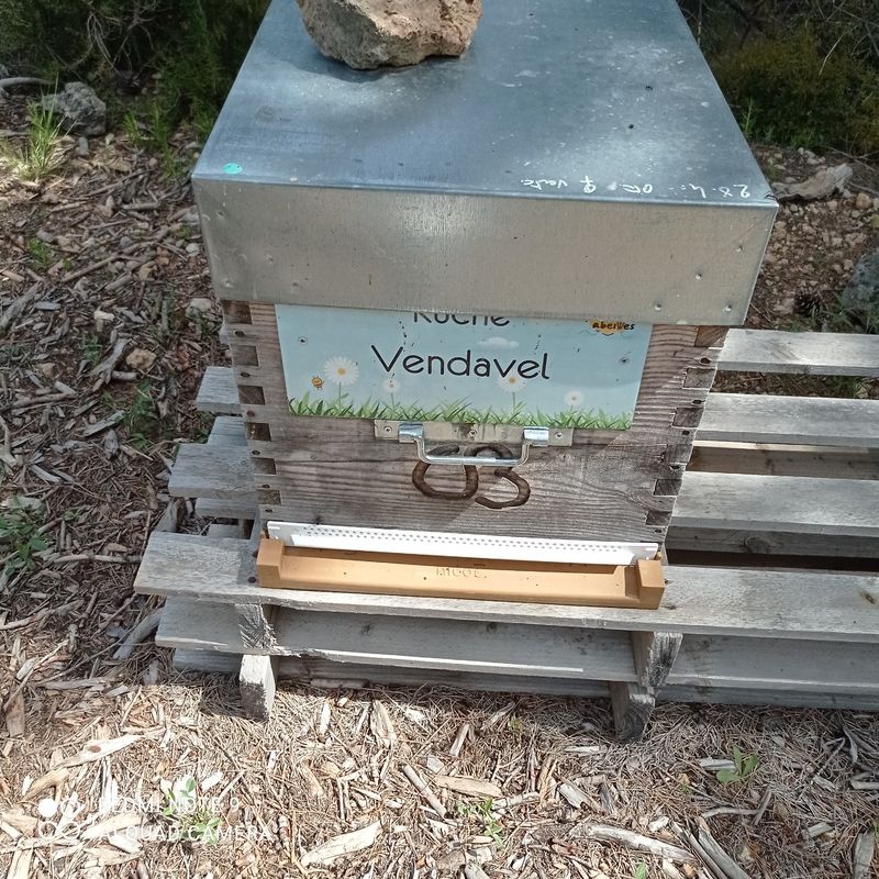 La ruche Vendavel