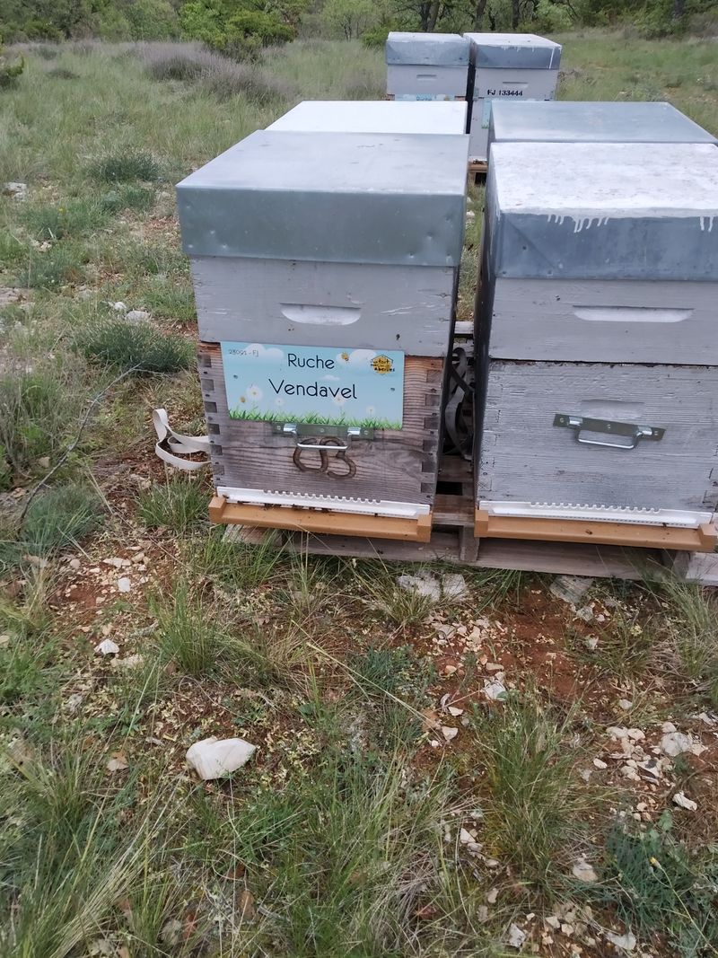 La ruche Vendavel
