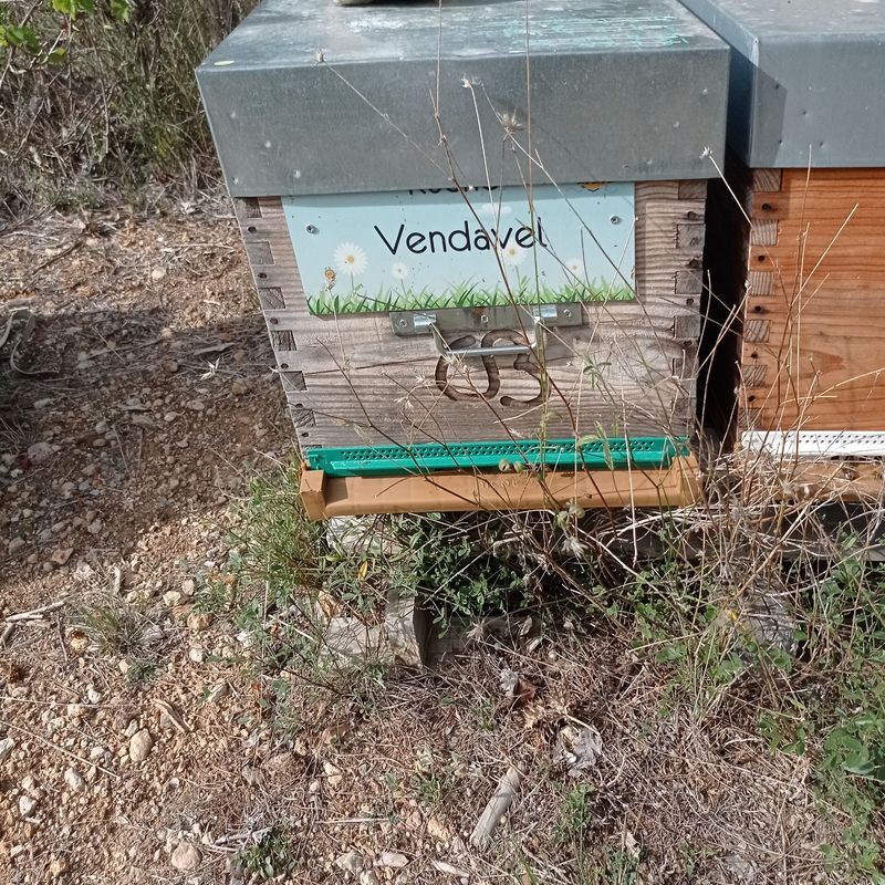 La ruche Vendavel