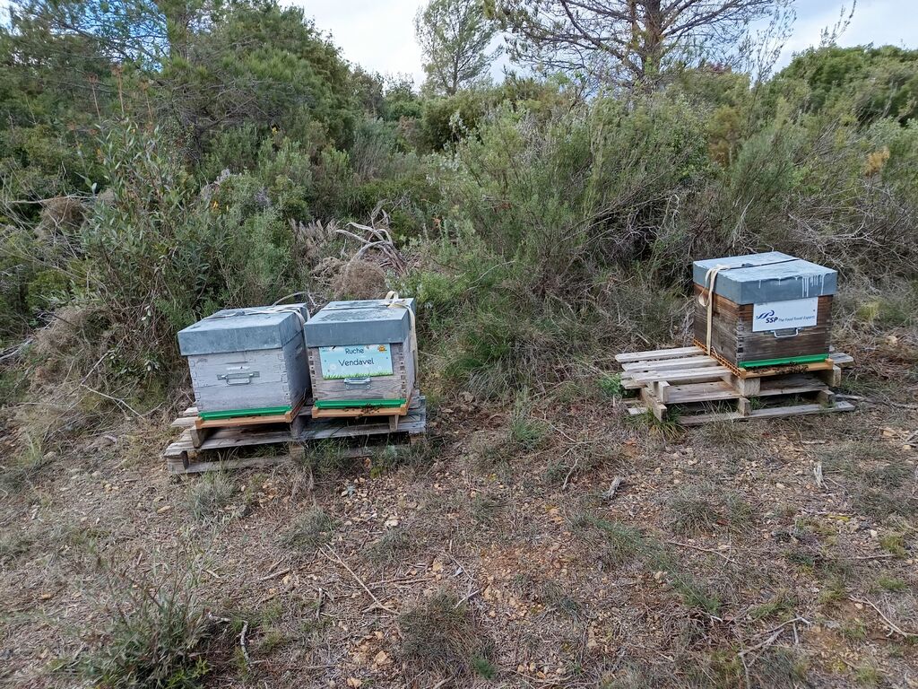 La ruche Vendavel