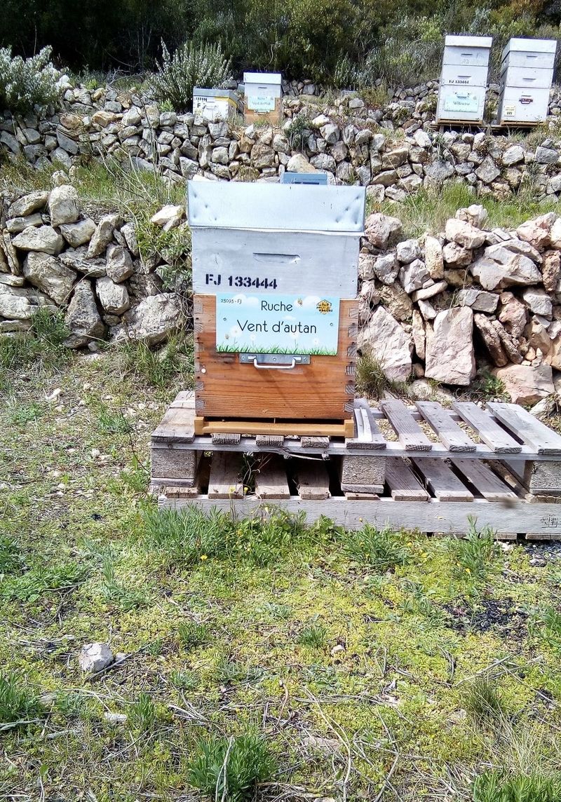 La ruche Vent d