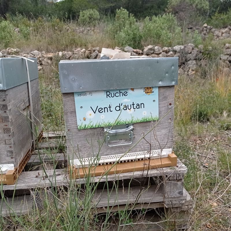 La ruche Vent d