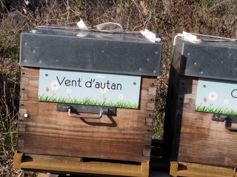 La ruche Vent d