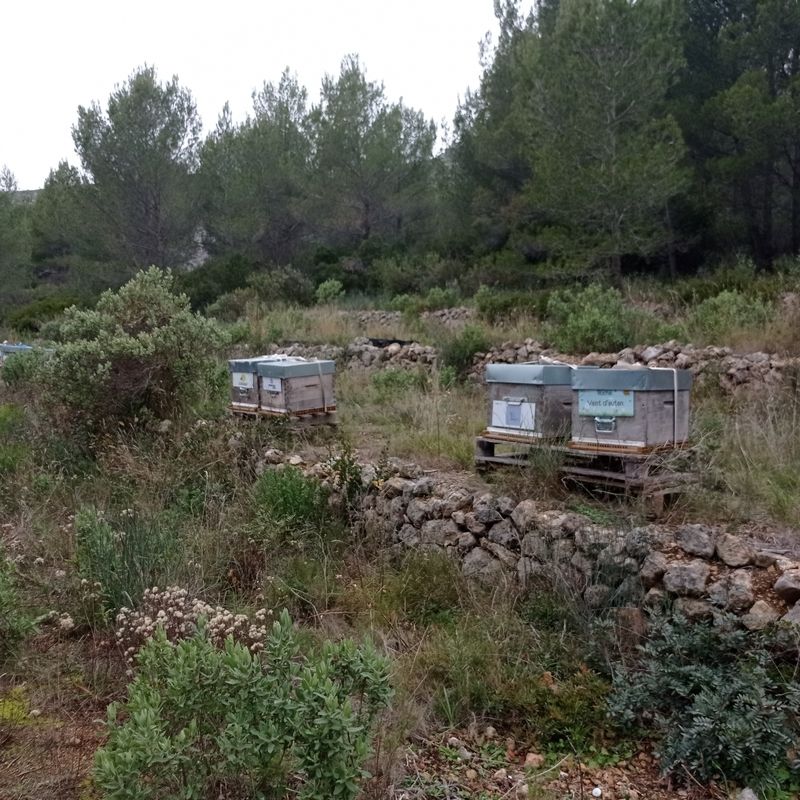 La ruche Vent d