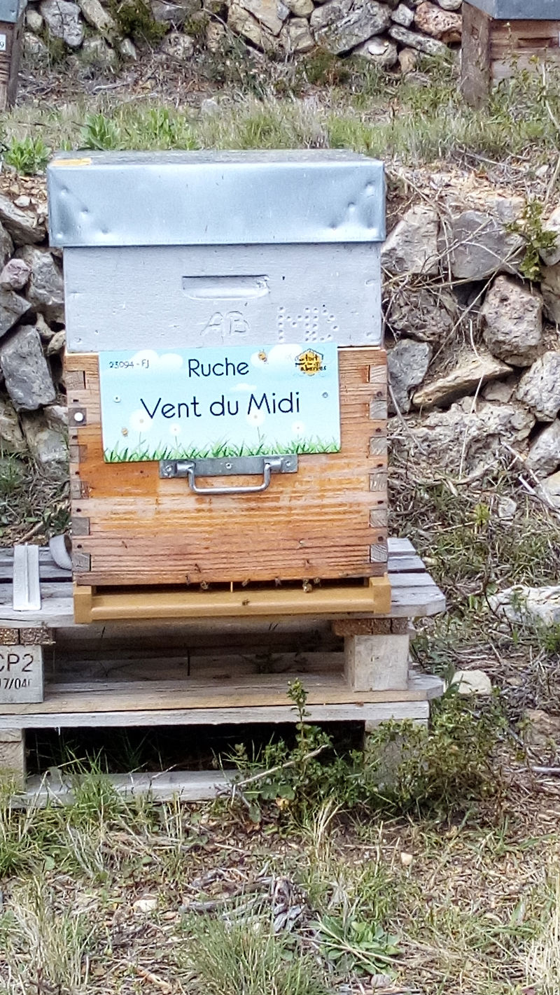 La ruche Vent du Midi