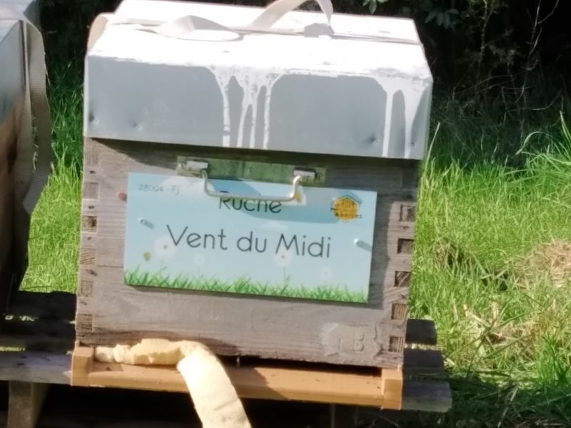 La ruche Vent du Midi