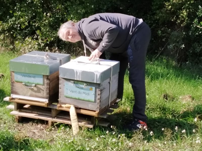 La ruche Vent du Midi