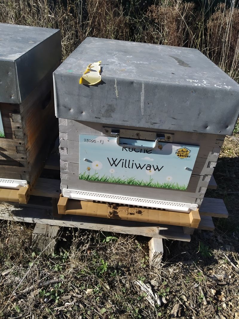 La ruche Williwaw