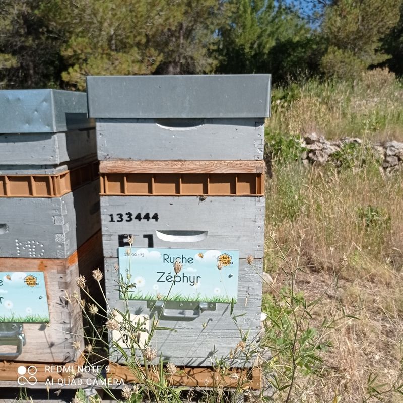La ruche Zéphyr