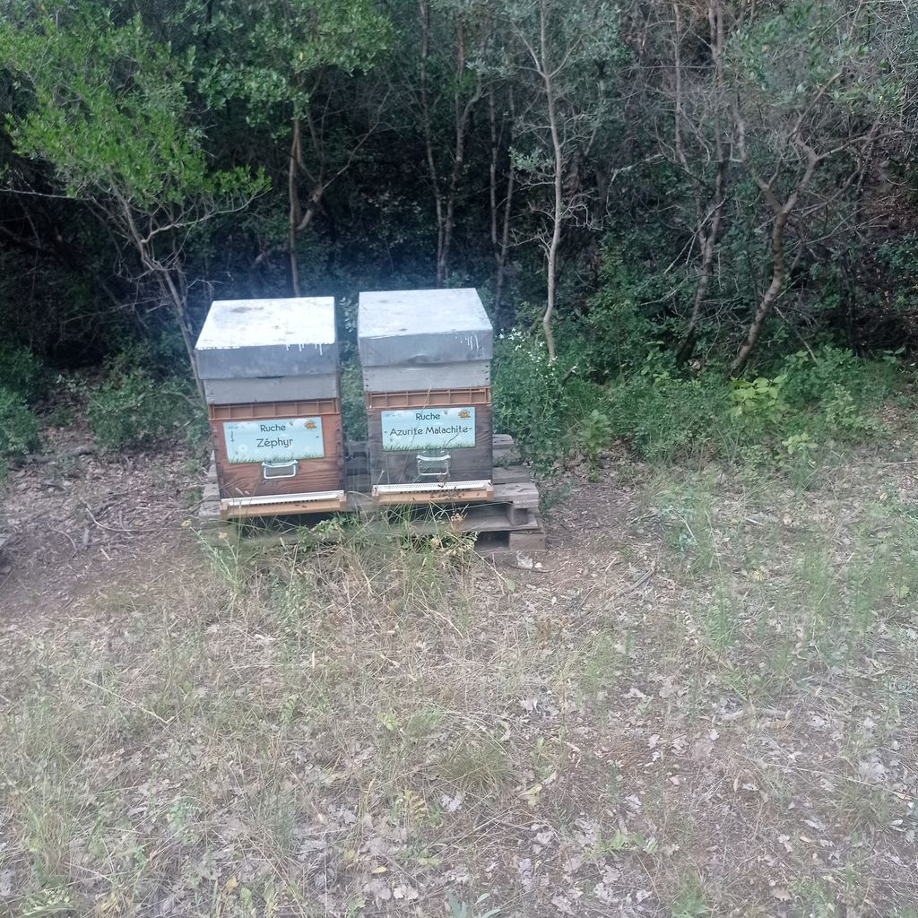 La ruche Zéphyr
