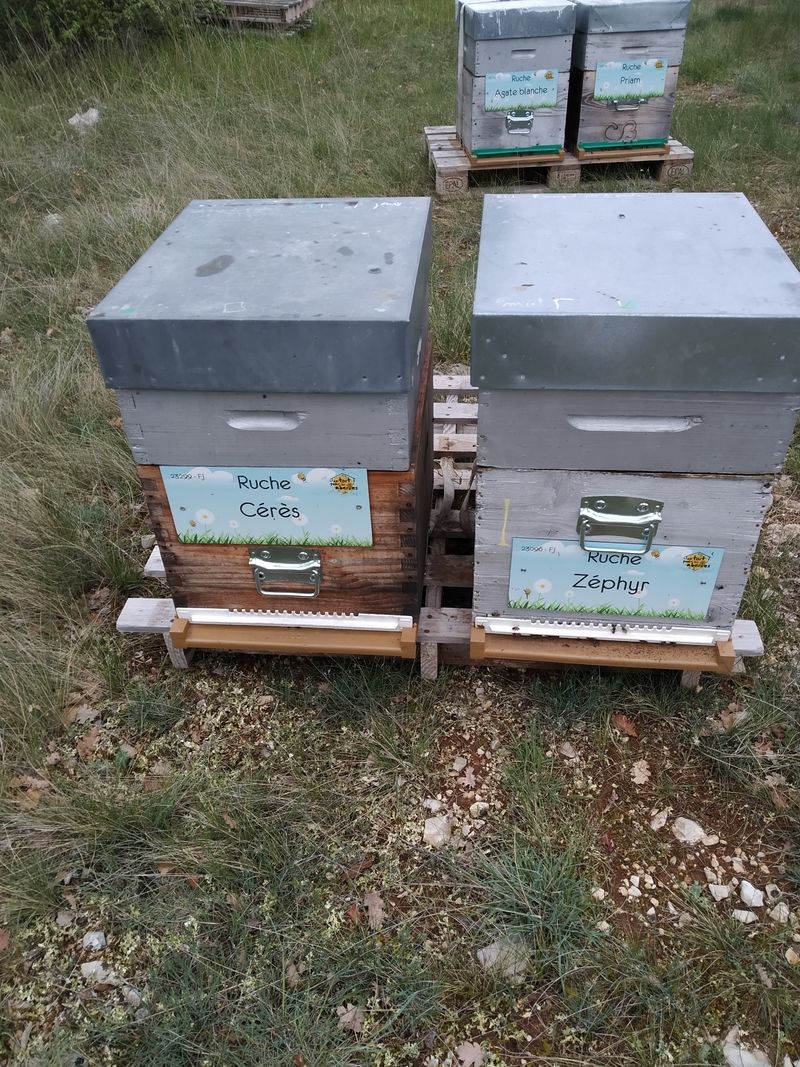La ruche Zéphyr