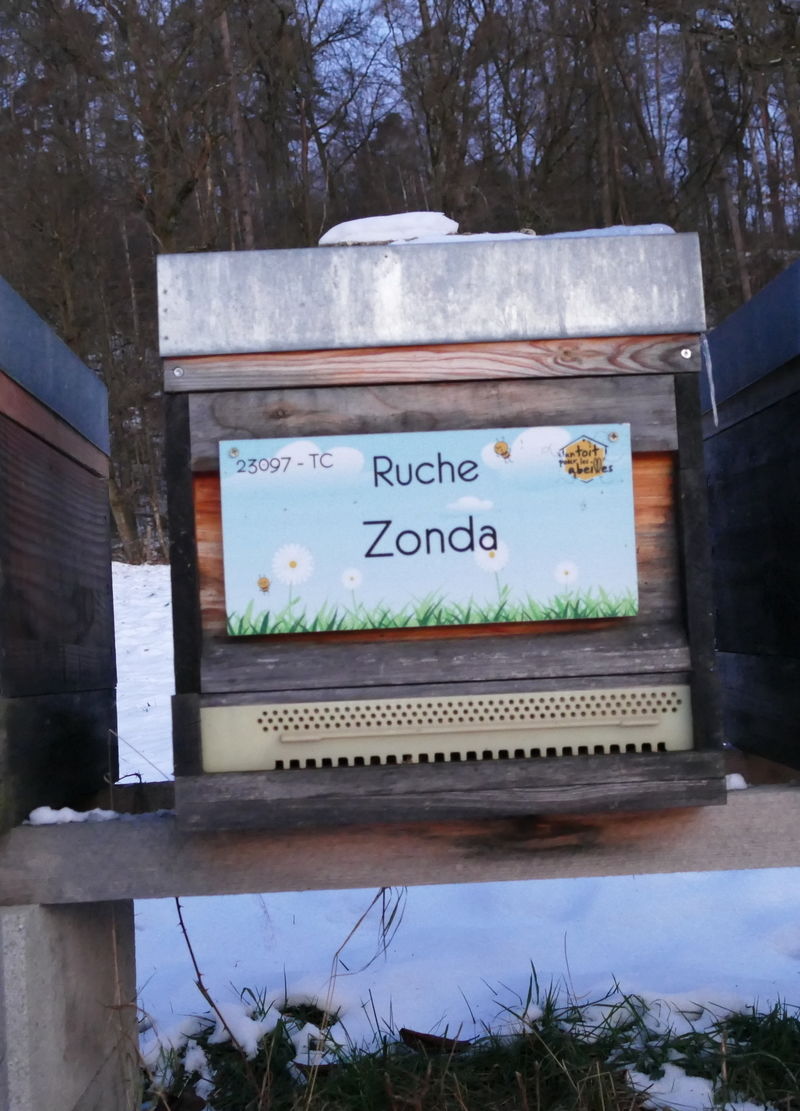 La ruche Zonda