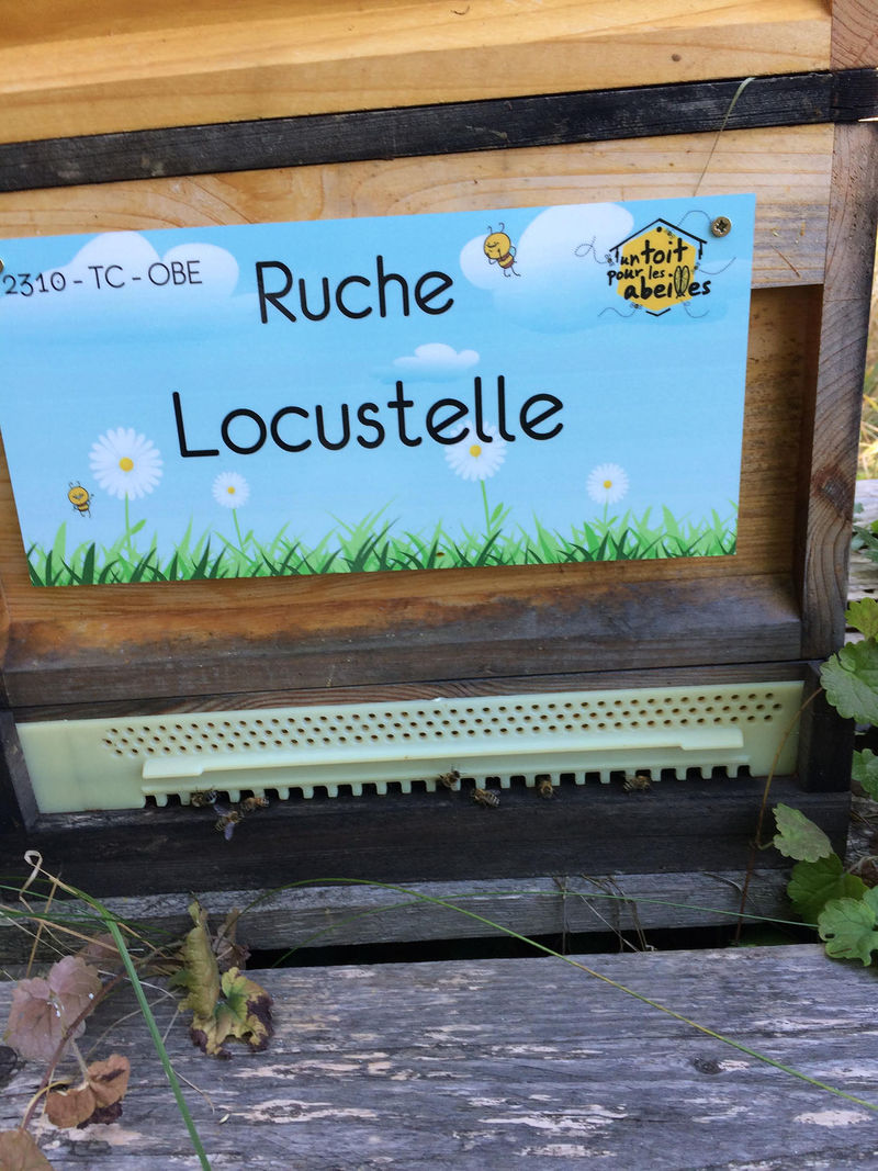 La ruche Locustelle