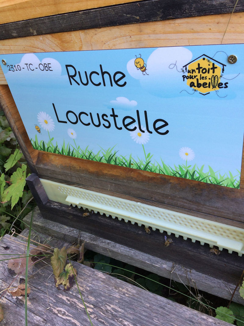 La ruche Locustelle