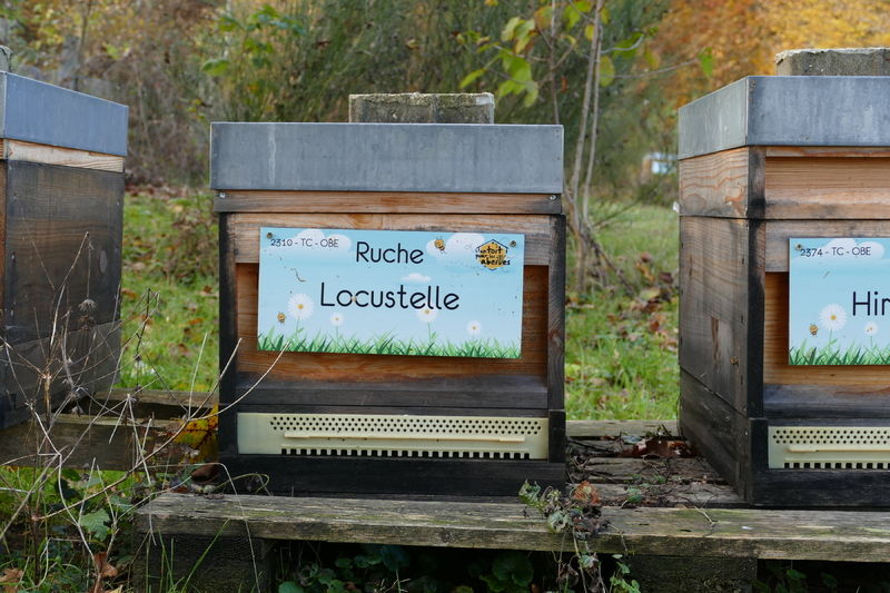 La ruche Locustelle