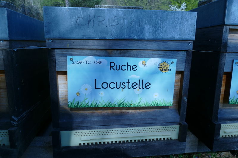 La ruche Locustelle