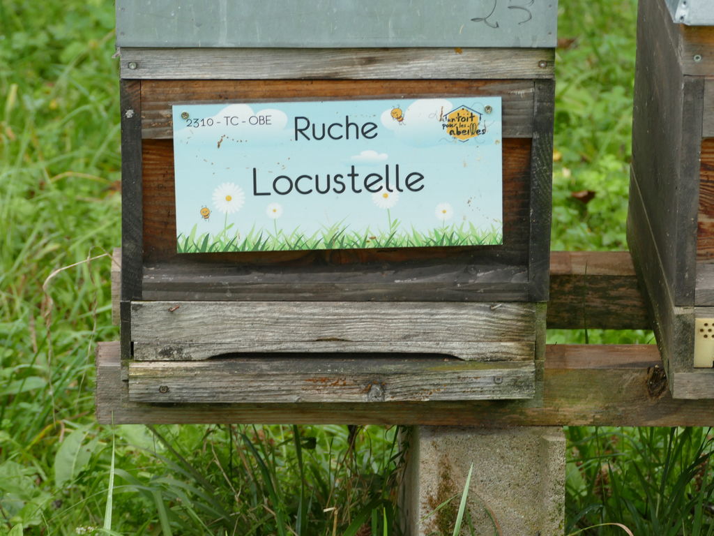 La ruche Locustelle