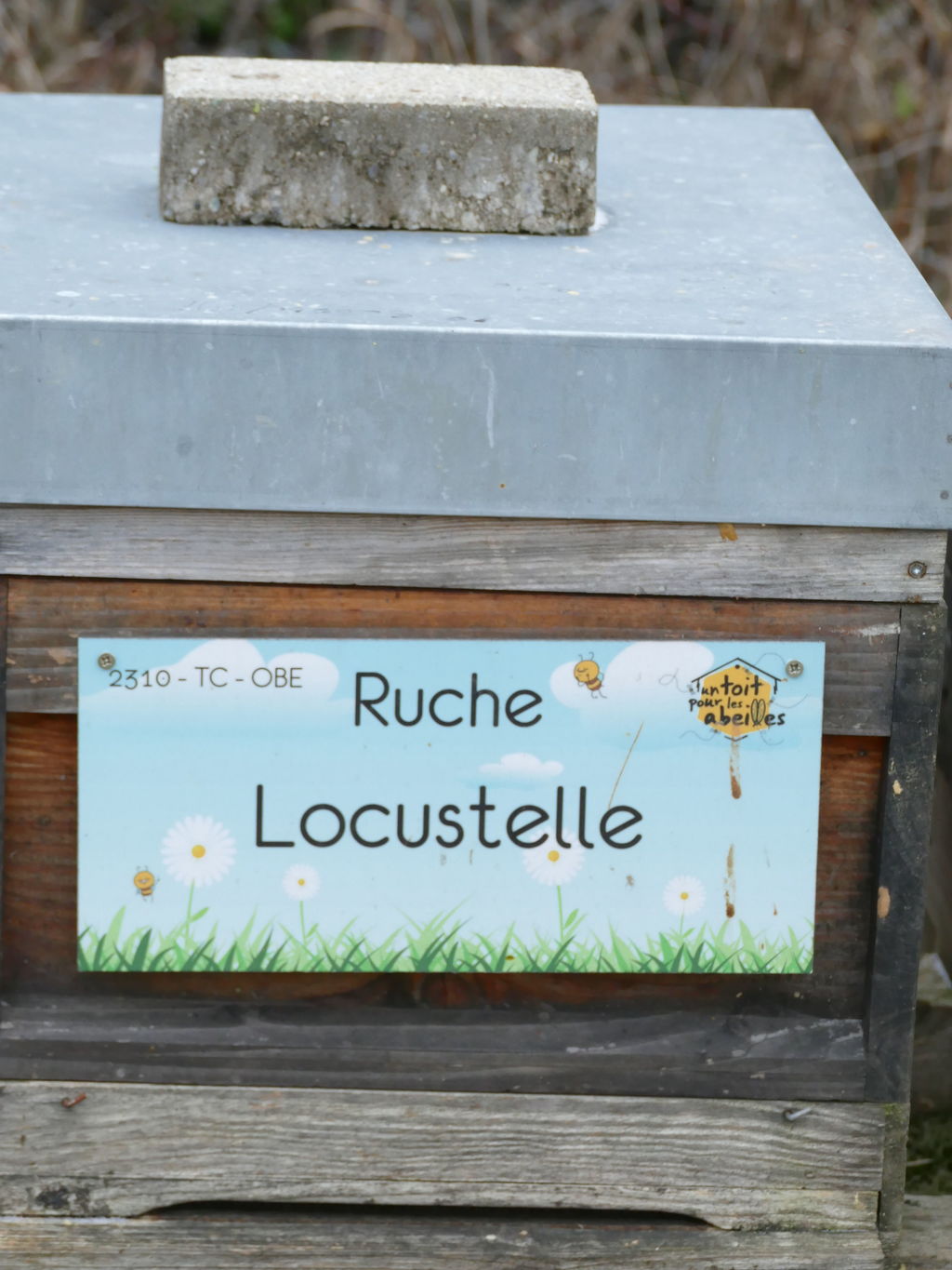 La ruche Locustelle