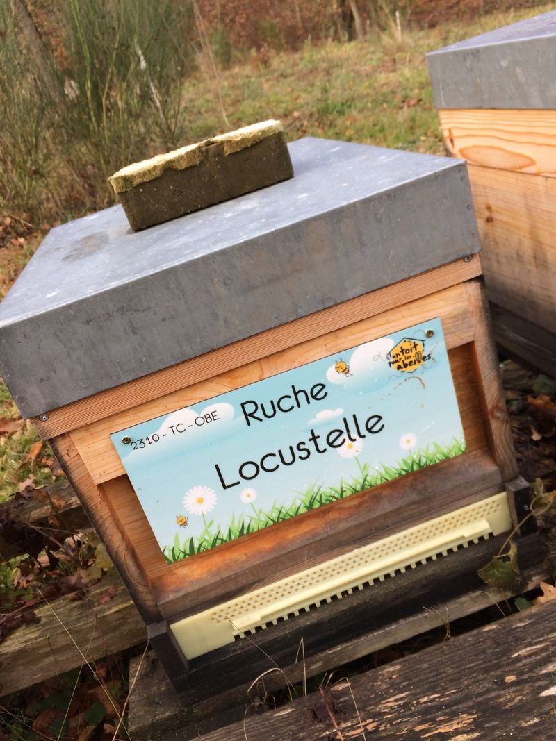 La ruche Locustelle