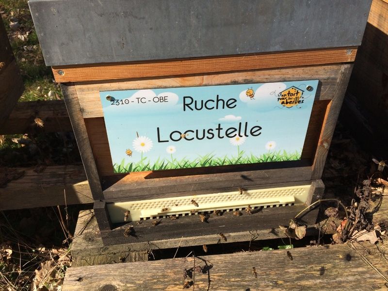 La ruche Locustelle