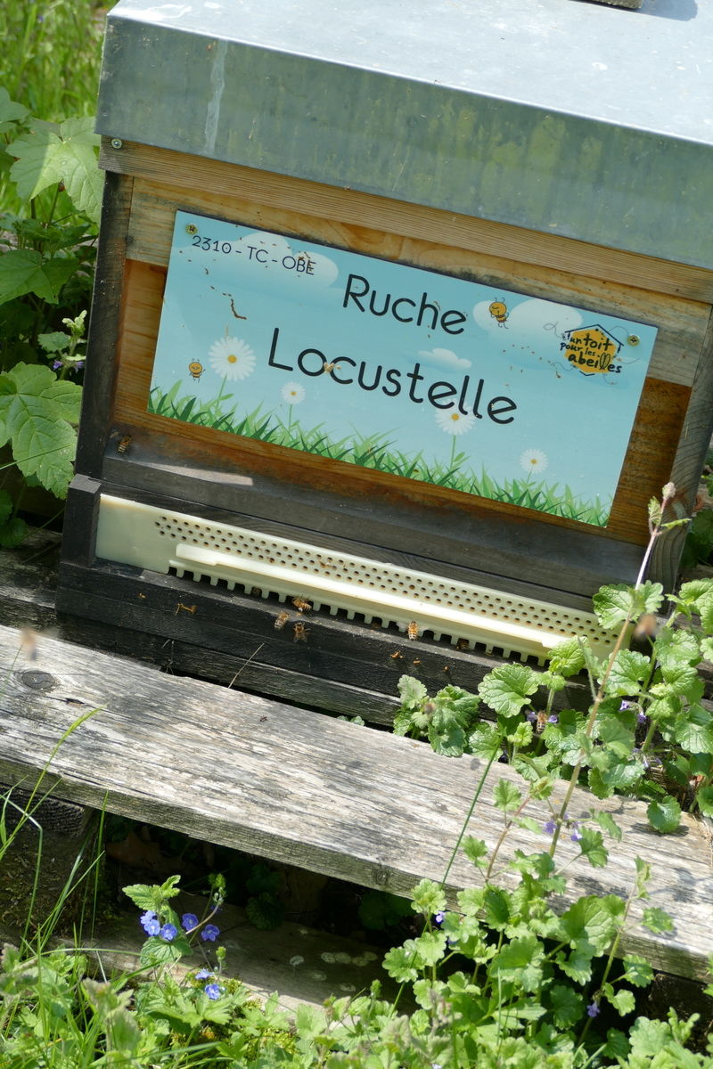 La ruche Locustelle