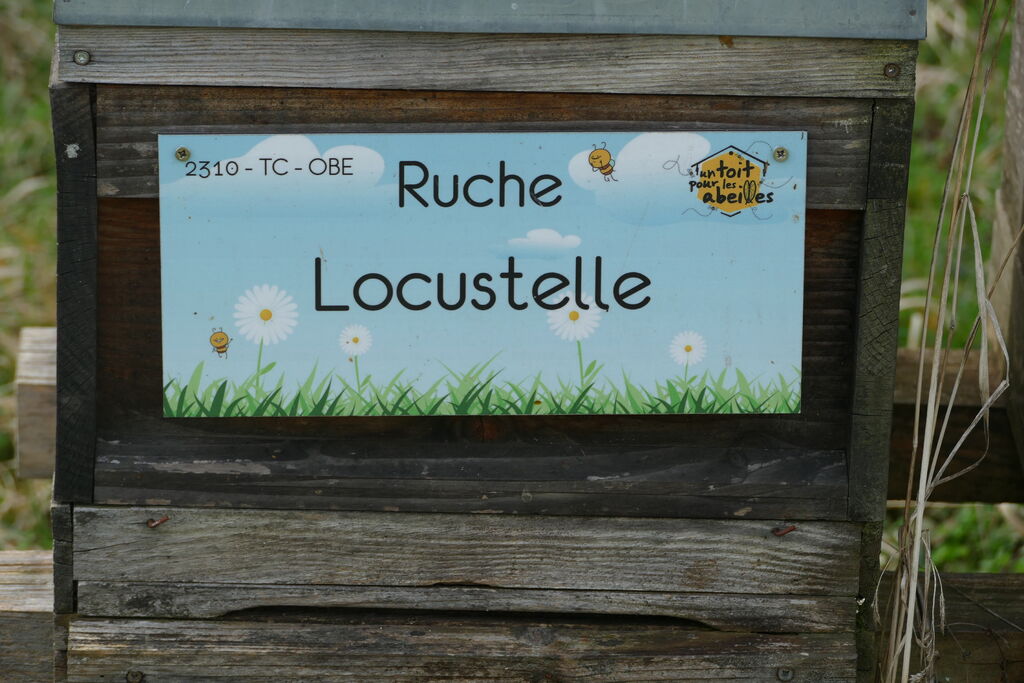 La ruche Locustelle